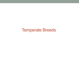 Temperate Breeds
 