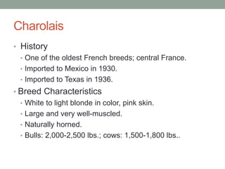 Charolais
• History
• One of the oldest French breeds; central France.
• Imported to Mexico in 1930.
• Imported to Texas in 1936.
• Breed Characteristics
• White to light blonde in color, pink skin.
• Large and very well-muscled.
• Naturally horned.
• Bulls: 2,000-2,500 lbs.; cows: 1,500-1,800 lbs..
 