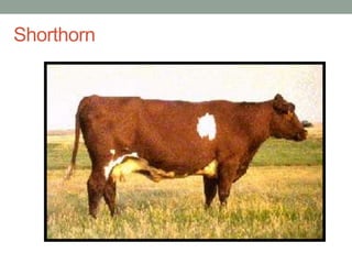 Shorthorn
 