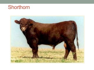Shorthorn
 