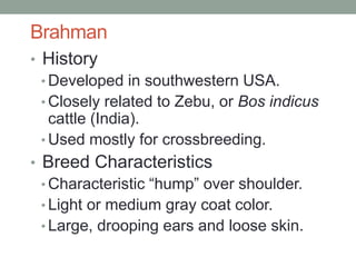 Brahman
• History
• Developed in southwestern USA.
• Closely related to Zebu, or Bos indicus
cattle (India).
• Used mostly for crossbreeding.
• Breed Characteristics
• Characteristic “hump” over shoulder.
• Light or medium gray coat color.
• Large, drooping ears and loose skin.
 