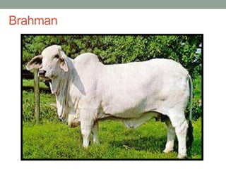 Brahman
 