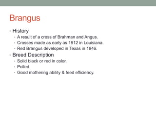Brangus
• History
• A result of a cross of Brahman and Angus.
• Crosses made as early as 1912 in Louisiana.
• Red Brangus developed in Texas in 1946.
• Breed Description
• Solid black or red in color.
• Polled.
• Good mothering ability & feed efficiency.
 