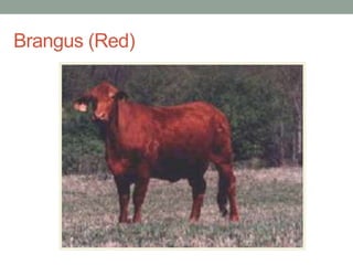 Brangus (Red)
 