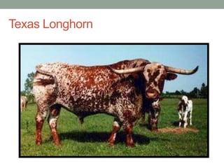 Texas Longhorn
 