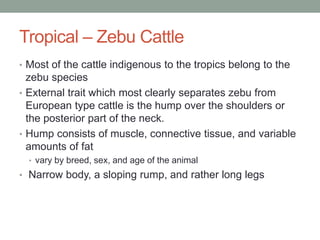 Breeds of Beef Cattle .ppt