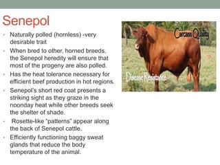 Senepol
• Naturally polled (hornless) -very
desirable trait
• When bred to other, horned breeds,
the Senepol heredity will...