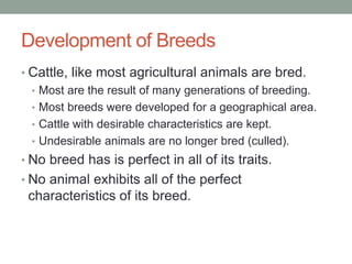 Development of Breeds
• Cattle, like most agricultural animals are bred.
• Most are the result of many generations of bree...