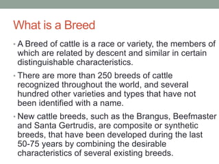 What is a Breed
• A Breed of cattle is a race or variety, the members of
which are related by descent and similar in certa...