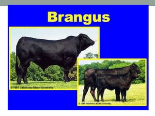 Breeds of Beef Cattle .ppt