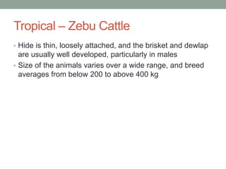 Tropical – Zebu Cattle
• Hide is thin, loosely attached, and the brisket and dewlap
are usually well developed, particular...