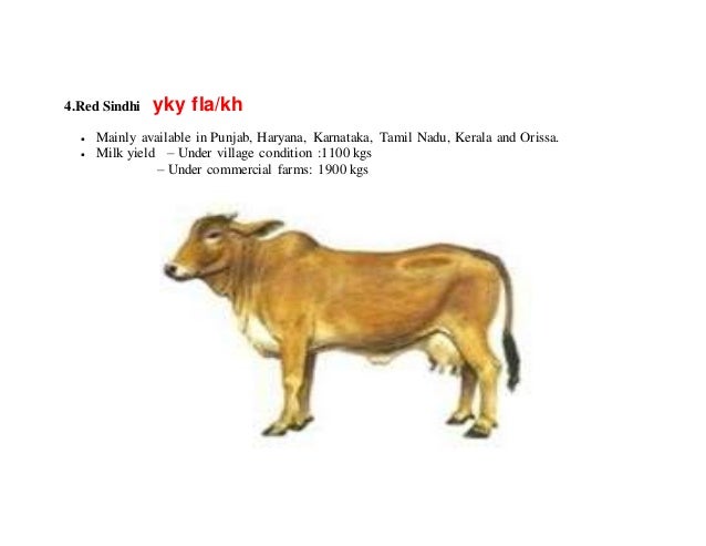 jodhpur milk o Breeds buffalo of cattle and