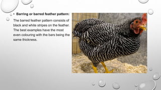 Breeds of chicken.pptx