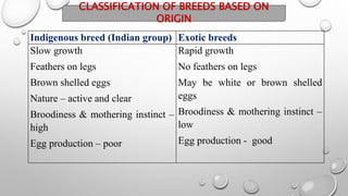 Breeds of chicken.pptx