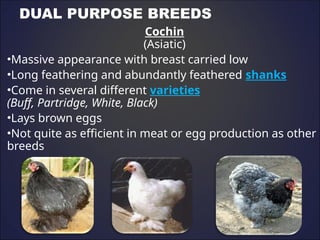 Chicken Classification Breeds of chicken. and their classification | PPT