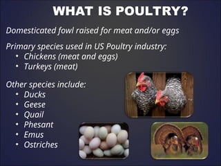 Chicken Classification Breeds of chicken. and their classification | PPT