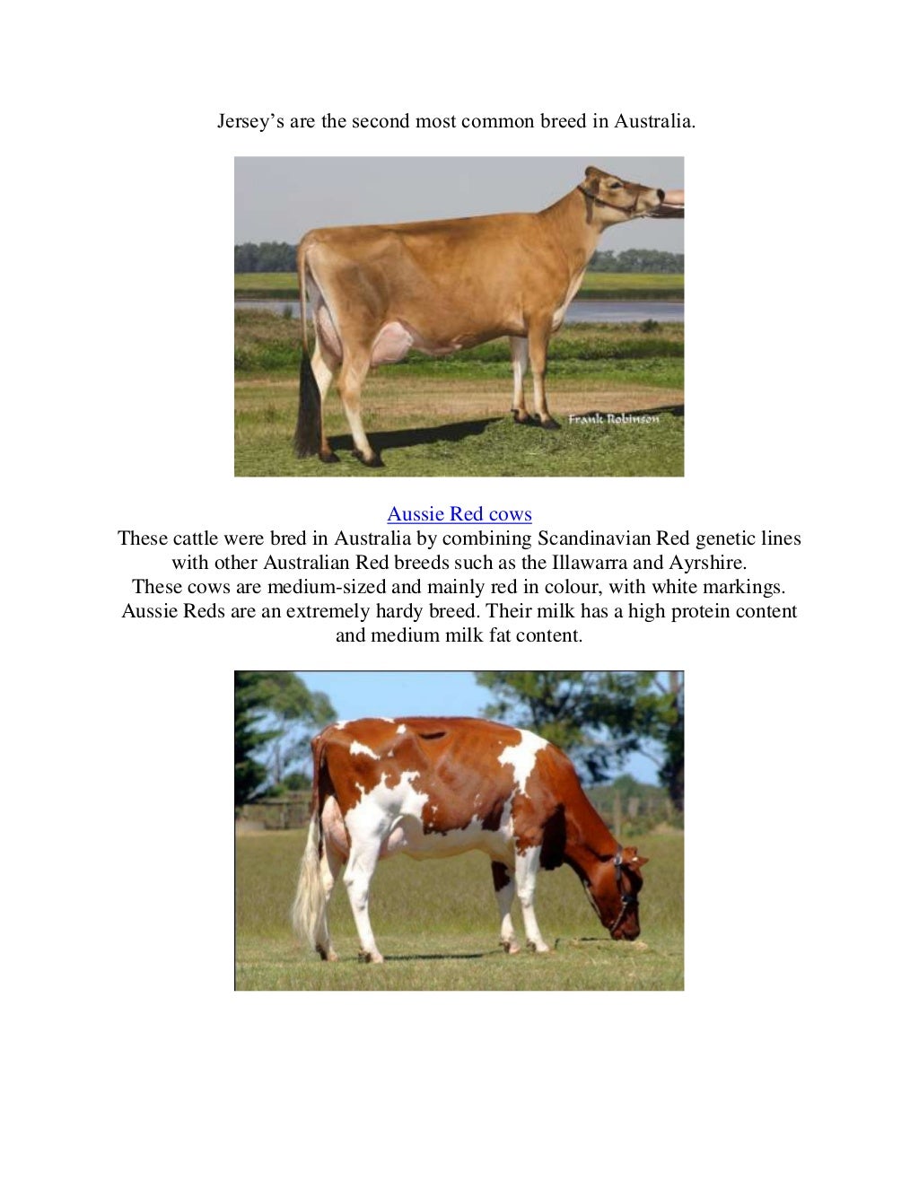 Breeds of dairy cows in australia