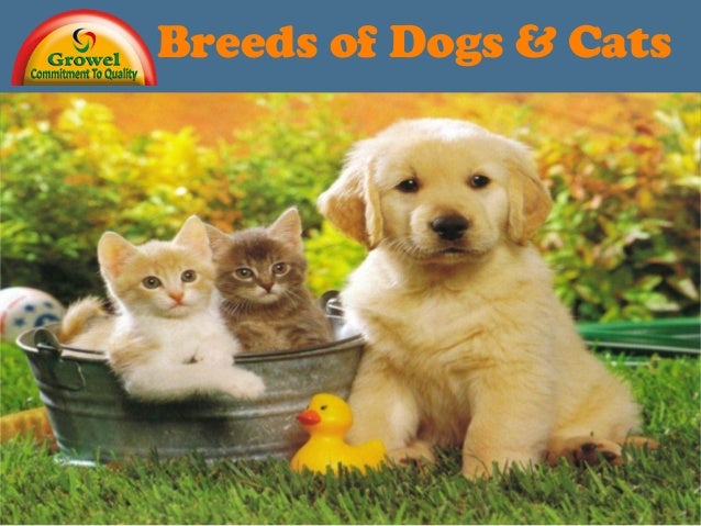 Breeds of Dogs \u0026 Cats