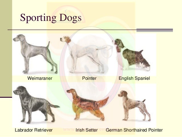 Breeds Of Dogs Cats