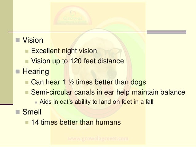Cats Hearing Is Better Than Dogs Cats Hearing Is Better Than Dogs