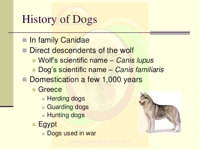 A Dog S Purpose Classification A Dog S Purpose Classification