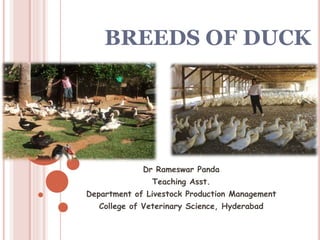 BREEDS OF DUCK
Dr Rameswar Panda
Teaching Asst.
Department of Livestock Production Management
College of Veterinary Science, Hyderabad
 