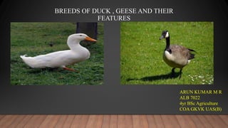 BREEDS OF DUCK , GEESE AND THEIR
FEATURES
ARUN KUMAR M R
ALB 7022
4yr BSc Agriculture
COA GKVK UAS(B)
 