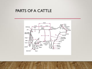 Various Breeds of farm animals PowerPoint | PPTX