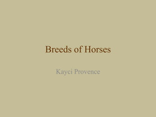 Breeds of Horses Kayci Provence 