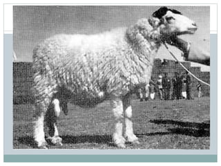 D Rasheed Form Cattle Breeds of livestock By Allah Dad Khan | PPTX