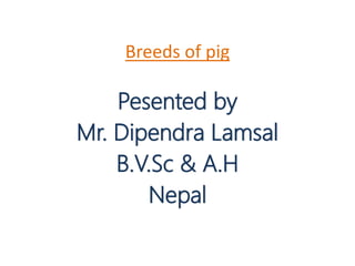 Breeds of pig
Pesented by
Mr. Dipendra Lamsal
B.V.Sc & A.H
Nepal
 
