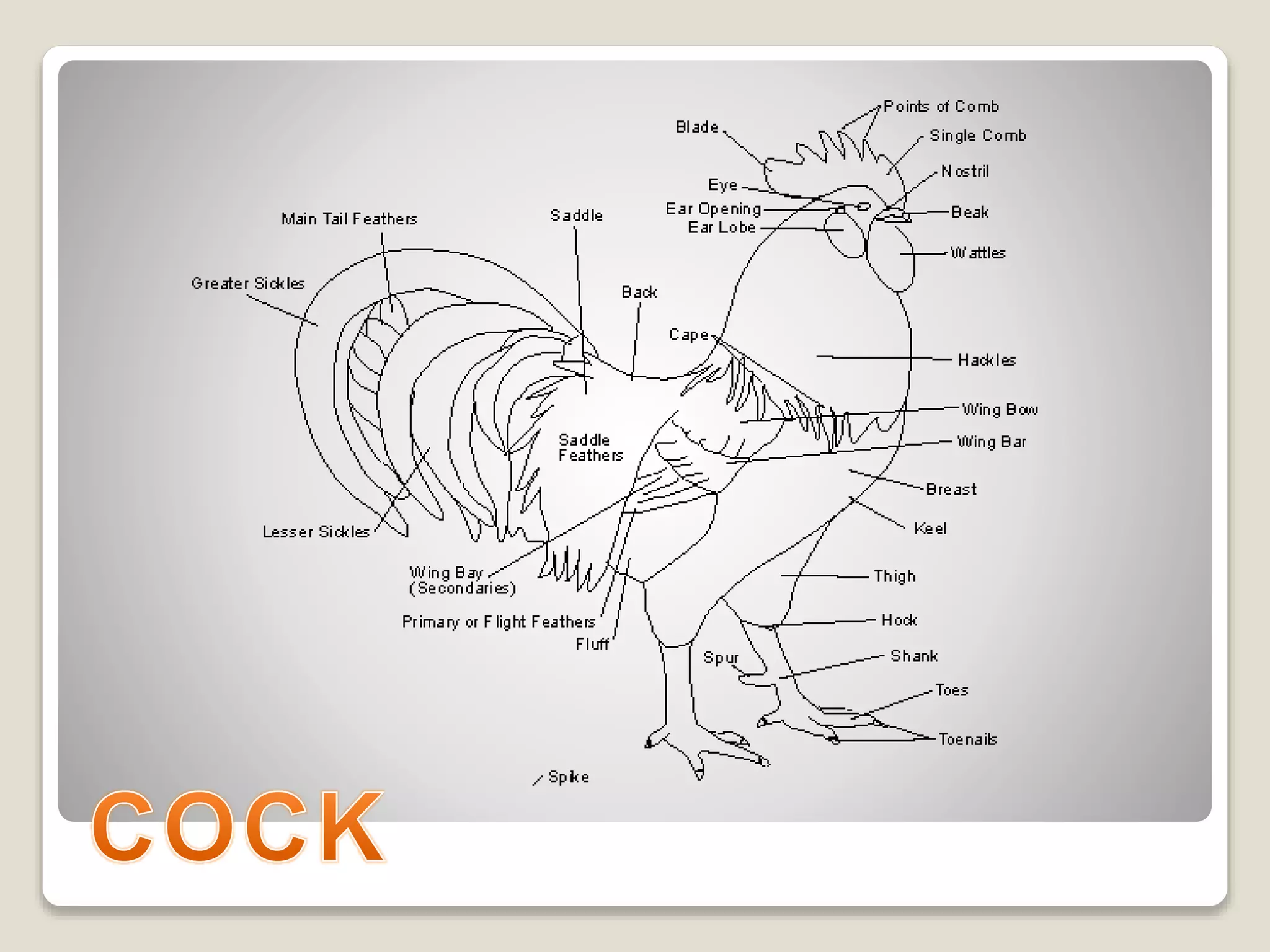Breeds of poultry | PPTX