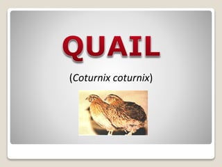 (Coturnix coturnix)
 