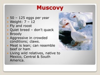 Muscovy
 50 – 125 eggs per year
 Weight: 7 – 12
 Fly and roost
 Quiet breed – don’t quack
 Broody
 Aggressive in crowded
conditions; claws.
 Meat is lean; can resemble
beef or ham
 Living wild relatives, native to
Mexico, Central & South
America.
 