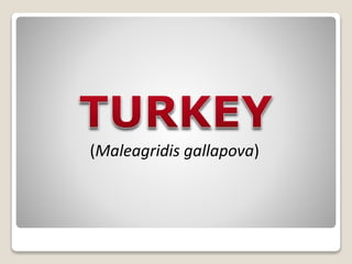 (Maleagridis gallapova)
 