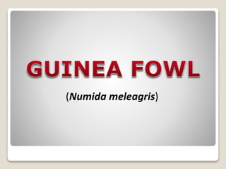 (Numida meleagris)
 