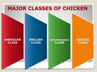 MAJOR CLASSES OF CHICKEN
AMERICAN
CLASS
ENGLISH
CLASS
MEDITERRANEAN
CLASS
ASIATIC
CLASS
 