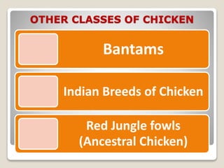 OTHER CLASSES OF CHICKEN
Bantams
Indian Breeds of Chicken
Red Jungle fowls
(Ancestral Chicken)
 
