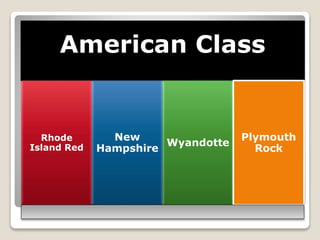 American Class
Rhode
Island Red
New
Hampshire
Wyandotte
Plymouth
Rock
 
