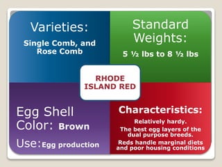 Varieties:
Single Comb, and
Rose Comb
Standard
Weights:
5 ½ lbs to 8 ½ lbs
Egg Shell
Color: Brown
Use:Egg production
Characteristics:
Relatively hardy.
The best egg layers of the
dual purpose breeds.
Reds handle marginal diets
and poor housing conditions
RHODE
ISLAND RED
 