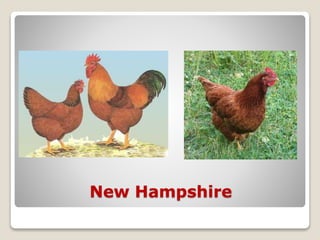 New Hampshire
 