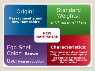 Origin:
Massachusetts and
New Hampshire
Standard
Weights:
6 1/2 lbs to 8 1/2 lbs
Egg Shell
Color: Brown
Use:Meat production
Characteristics:
They possess a deep, broad
body, grow feathers rapidly.
The color is a medium to
light red and often fades in
the sunshine
NEW
HAMPSHIRE
 