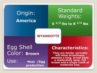 Origin:
America
Standard
Weights:
6 1/2 lbs to 8 1/2 lbs
Egg Shell
Color: Brown
Use: Meat /Egg
production
Characteristics:
They are docile; normally
will show broodiness;
possess a long, broad back;
a moderately deep, full
breast and a single comb of
moderate size.
WYANDOTTE
 