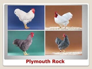 Plymouth Rock
 