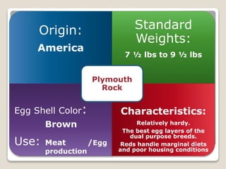 Origin:
America
Standard
Weights:
7 ½ lbs to 9 ½ lbs
Egg Shell Color:
Brown
Use: Meat /Egg
production
Characteristics:
Relatively hardy.
The best egg layers of the
dual purpose breeds.
Reds handle marginal diets
and poor housing conditions
Plymouth
Rock
 