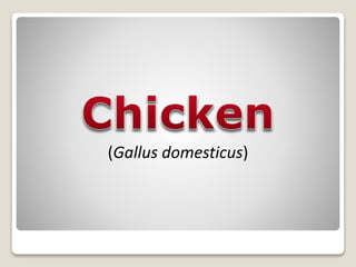 (Gallus domesticus)
 