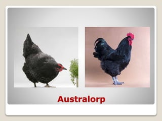 Australorp
 