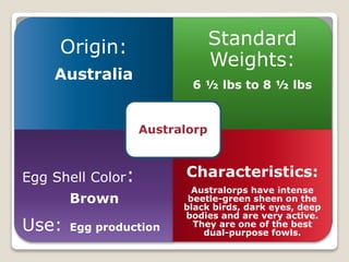 Origin:
Australia
Standard
Weights:
6 ½ lbs to 8 ½ lbs
Egg Shell Color:
Brown
Use: Egg production
Characteristics:
Australorps have intense
beetle-green sheen on the
black birds, dark eyes, deep
bodies and are very active.
They are one of the best
dual-purpose fowls.
Australorp
 