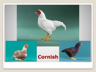 Cornish
 