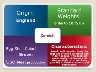 Origin:
England
Standard
Weights:
8 lbs to 10 ½ lbs
Egg Shell Color:
Brown
Use:Meat production
Characteristics:
Broad, well muscled body. Its
legs are of large diameter and
widely spaced. The deep set
eyes, projecting brows and
strong, slightly curved beak
give the Cornish a rather cruel
expression.
Cornish
 